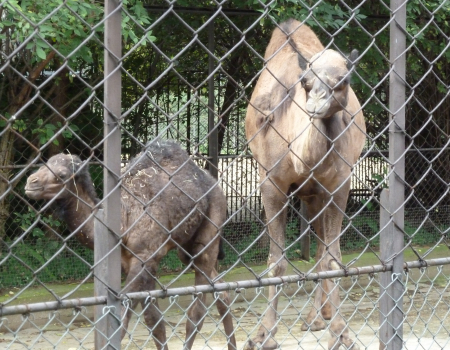 rencontre avec les soigneurs de la ménagerie du jardin des plantes