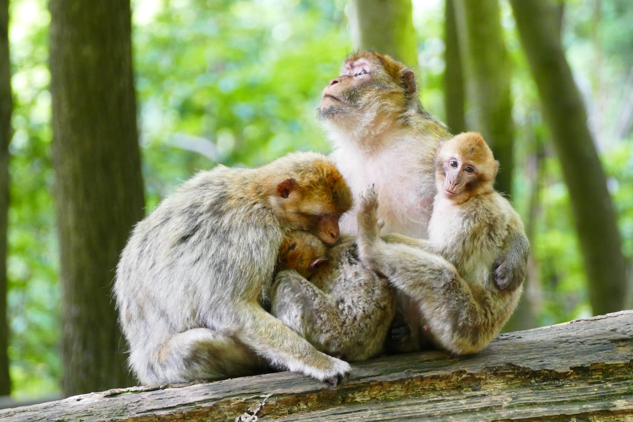 Les Allées des Petits Singes