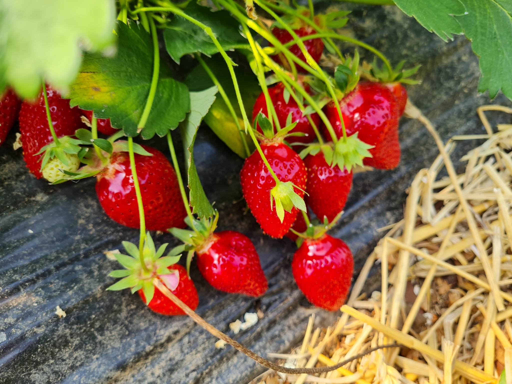 Cueillette de l Herbasse fruits et légumes de saison en Rhône Alpes