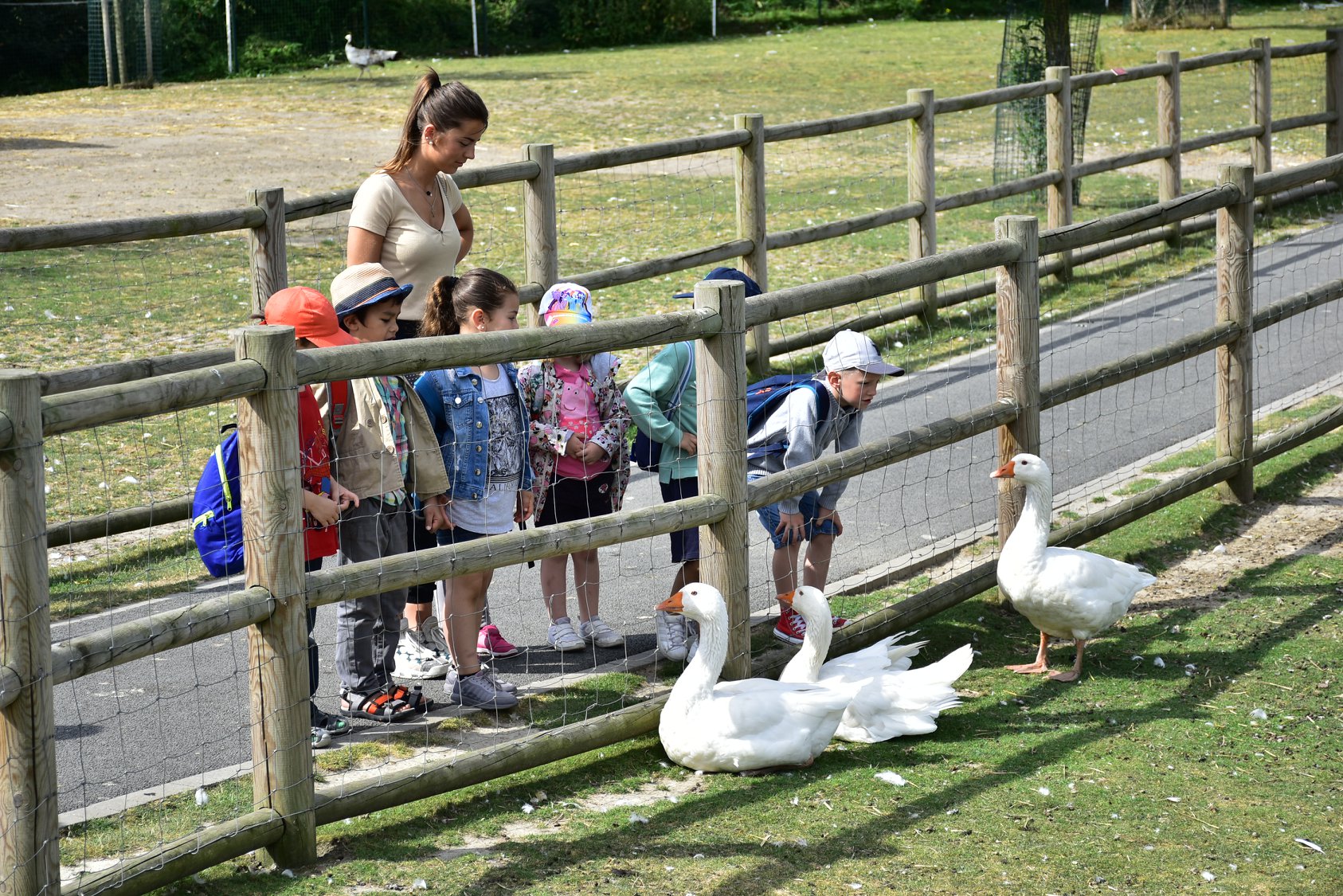 La Ferme aux oies : parc de loisirs avec animaux près de Lille - Citizenkid