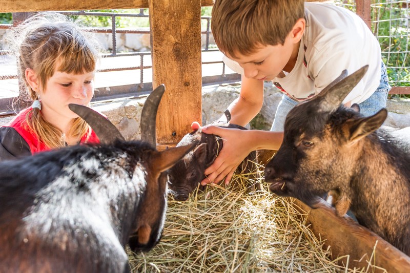  Visite de la ferme pour les enfants / Tout savoir sur