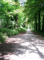 Bois de Vincennes : vue estivale de la route Saint-Louis traversant le bois