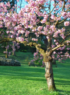 Parc oriental de Maulévrier : cerisiers